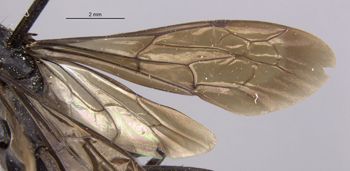 Media type: image;   Entomology 13688 Aspect: Wing front